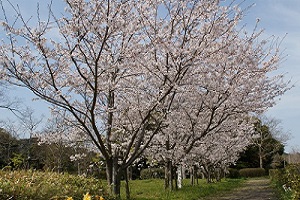 桜