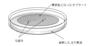 オプラートを使った消化の働き