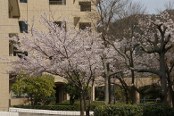 ソメイヨシノ　図書館北