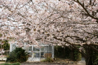 ソメイヨシノ　実験圃場