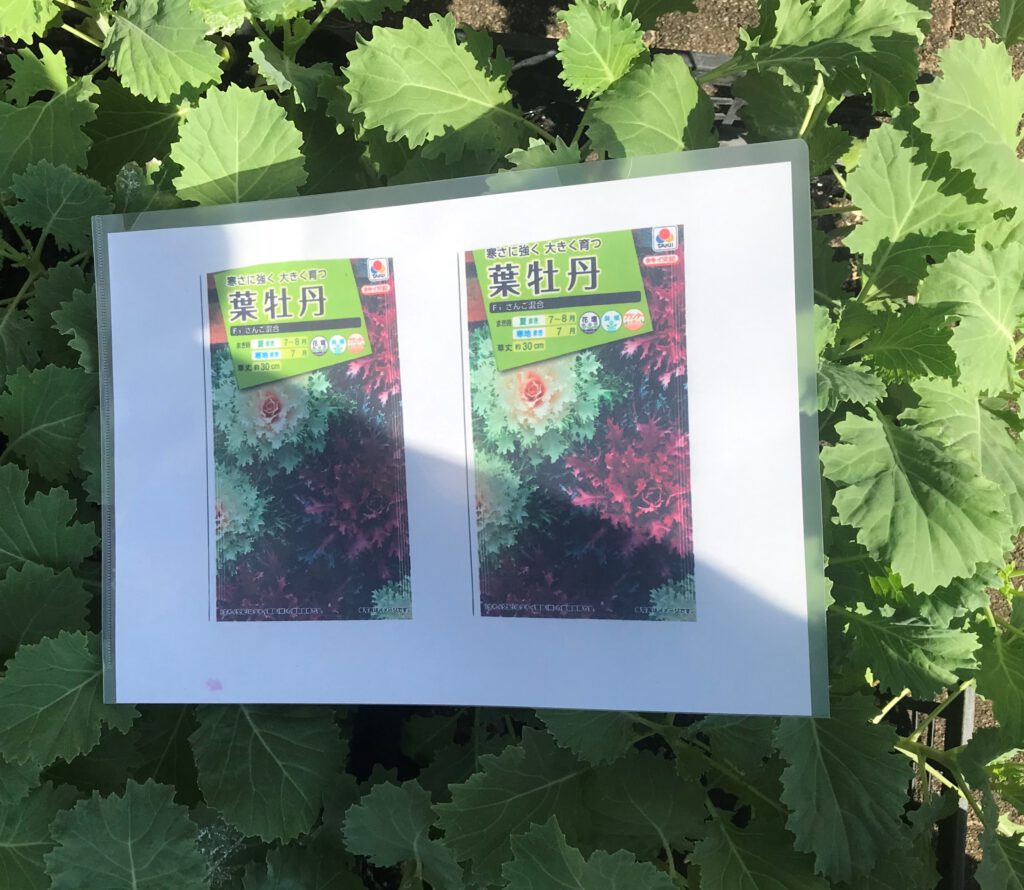 葉ボタンの種類2