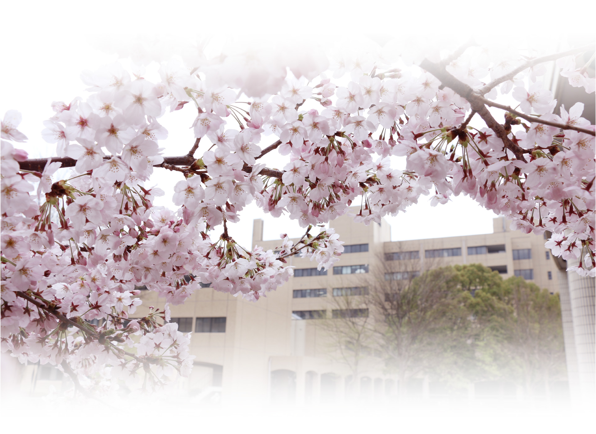 Cherry Blossoms over University